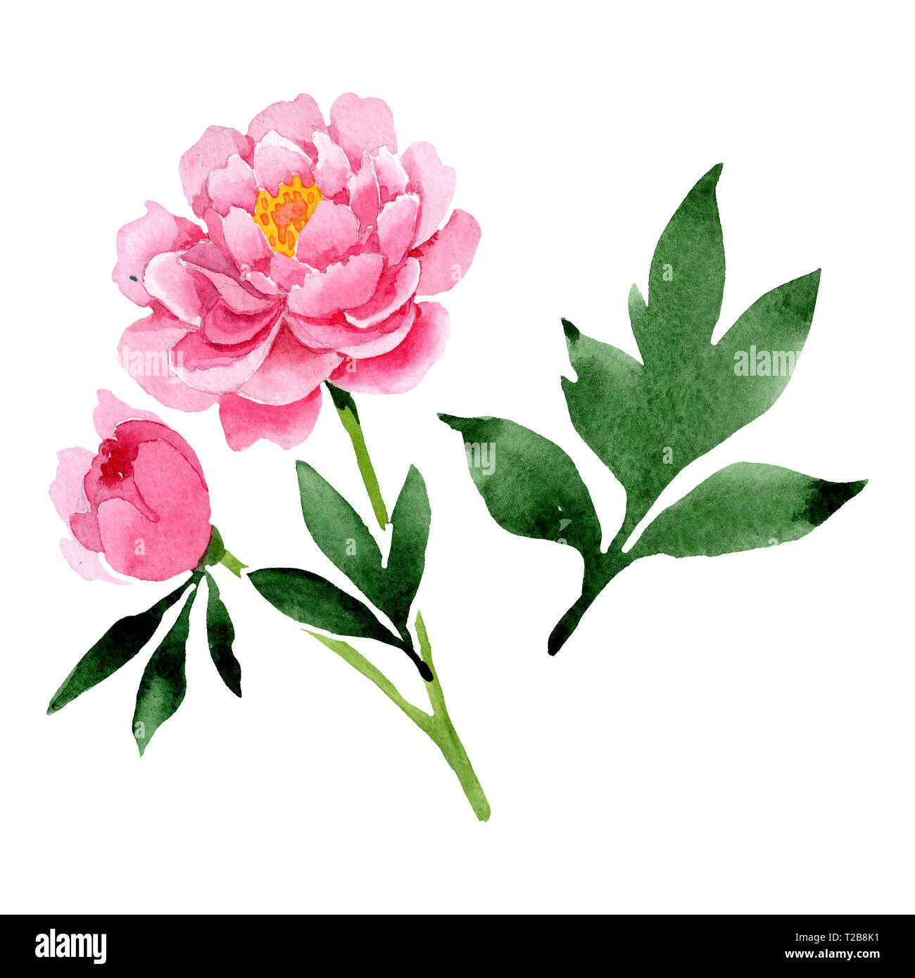 Pink peony floral botanical flowers. Watercolor background illustration ...