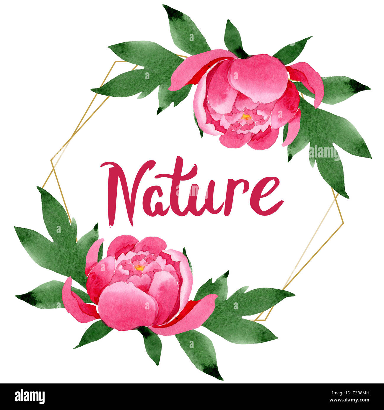 Pink peony floral botanical flowers. Watercolor background illustration ...