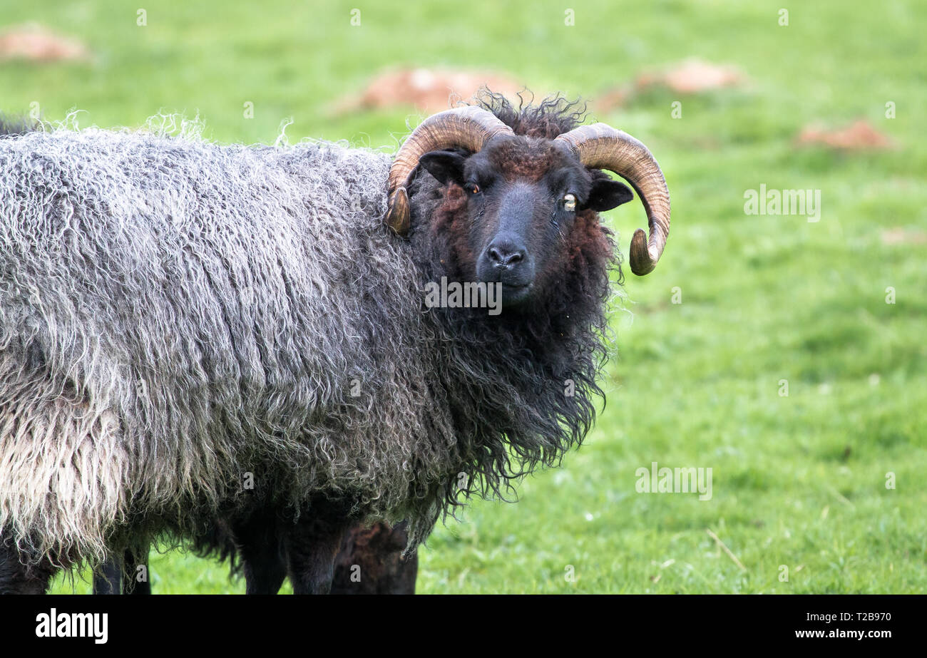 A black-haired sheep with long horns stands in a grassy field at Venus Pool in Shropshire, England. Stock Photo