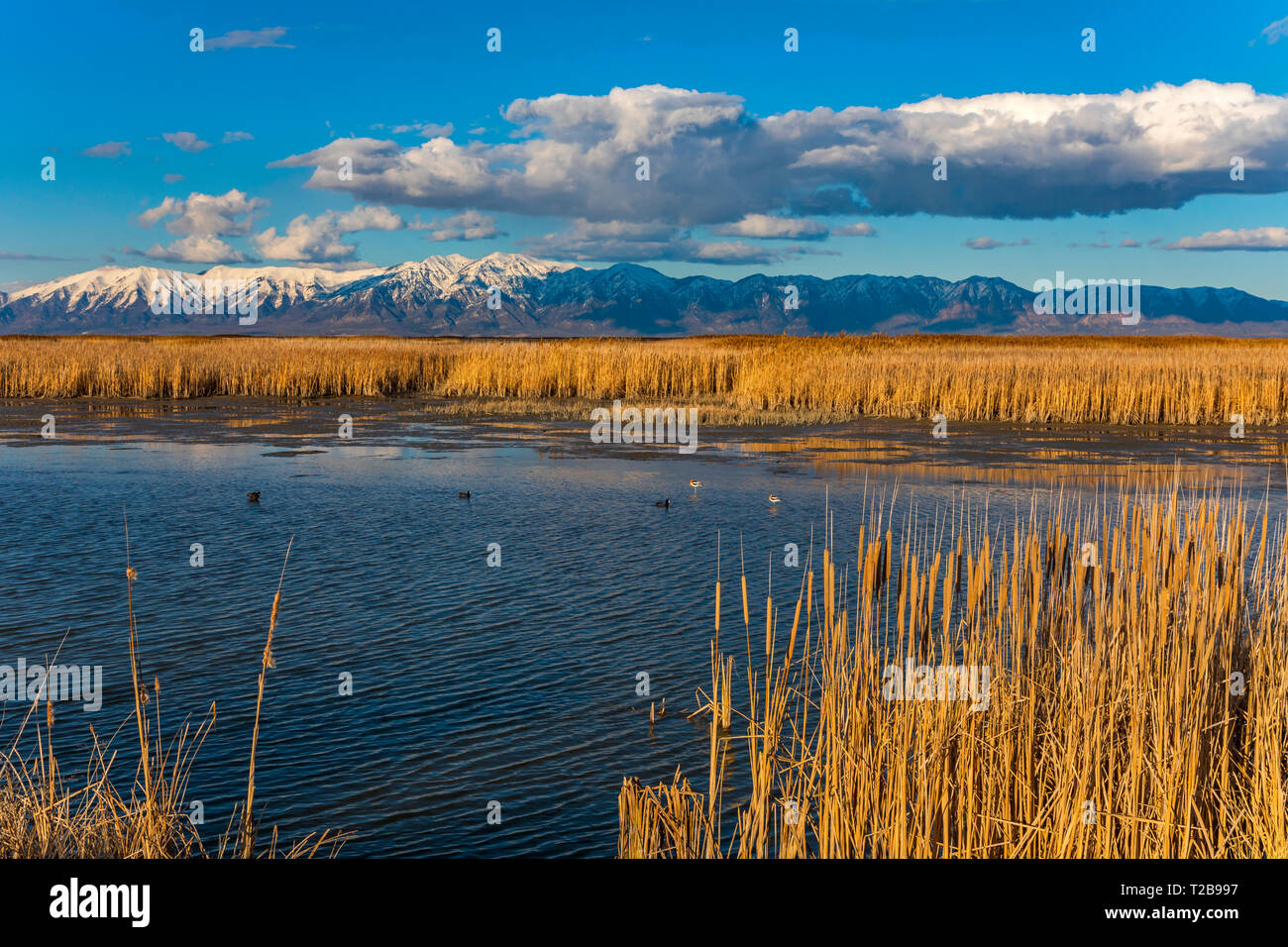 This is a view of beautiful springtime day on Unit 2 of the Bear River Migratory Bird Refuge near Brigham City, Utah, USA. Stock Photo