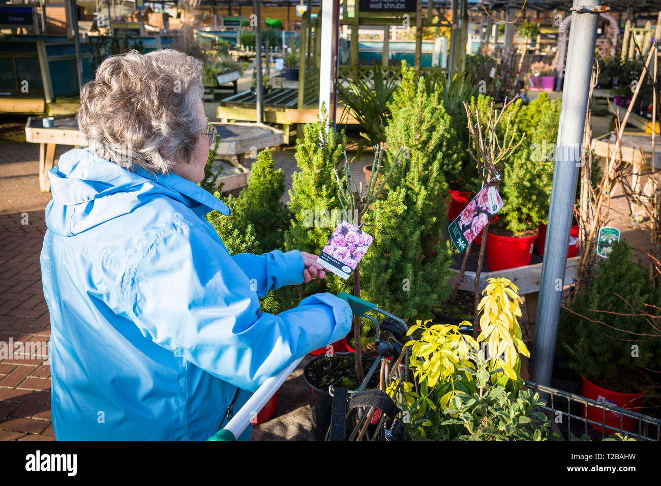 A lady pensioner considering plants for sale  at a garden centre in January at clearance prices in the UK Stock Photo