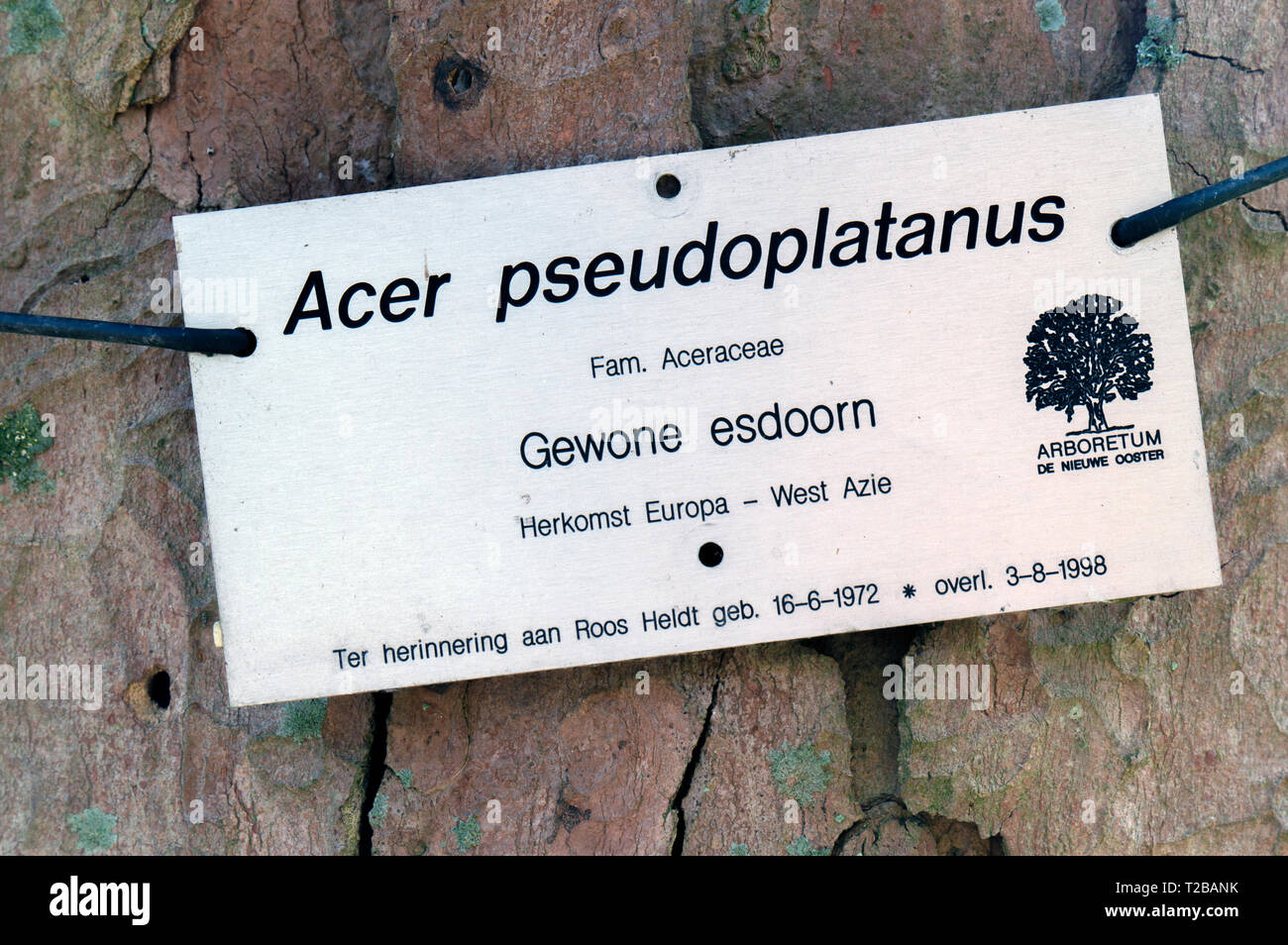 Sign Of A Acer Pseudoplatanus Tree At De Nieuwe Ooster At Amsterdam The Netherlands 2019 Stock Photo
