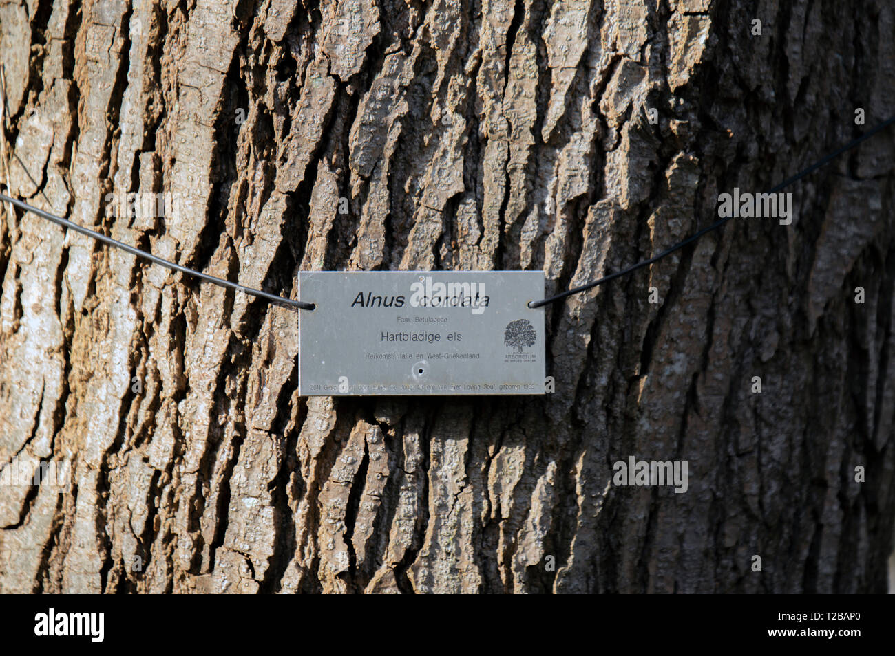 Sign Of A Alnus Cordata Tree At De Nieuwe Ooster At Amsterdam The Netherlands 2019 Stock Photo