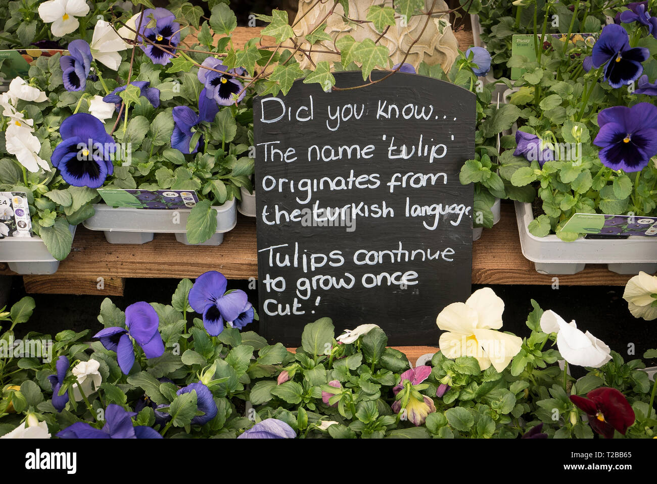 Informative fact made public on a sales table in an English garden centre in Spring Stock Photo