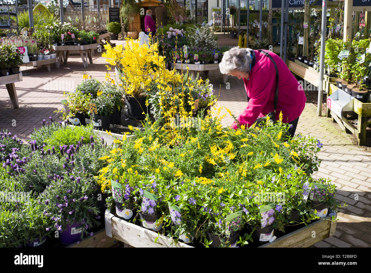 Female customer selecting plants in an English garden centre in Wiltshire England UK in Spring (looking at Genista and forsythia plants) Stock Photo