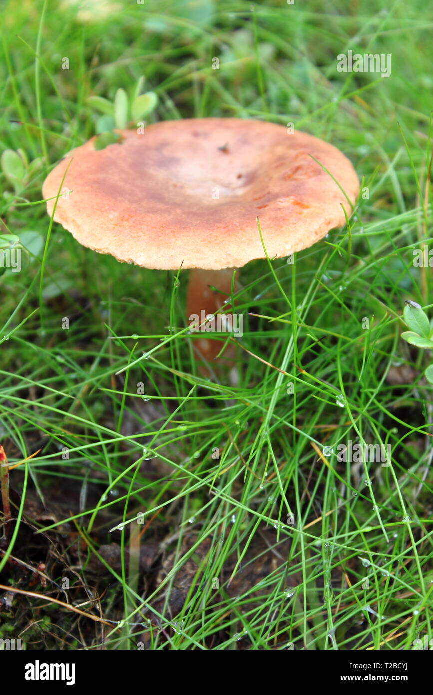 Rosy Russula (Russula sanguinea) mushroom growing in moss Stock Photo