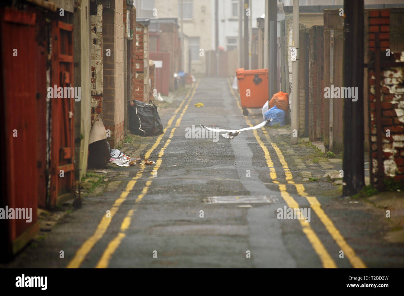 Seagull hunting for food in waste bins put out by local residents on rubbish collection day Stock Photo