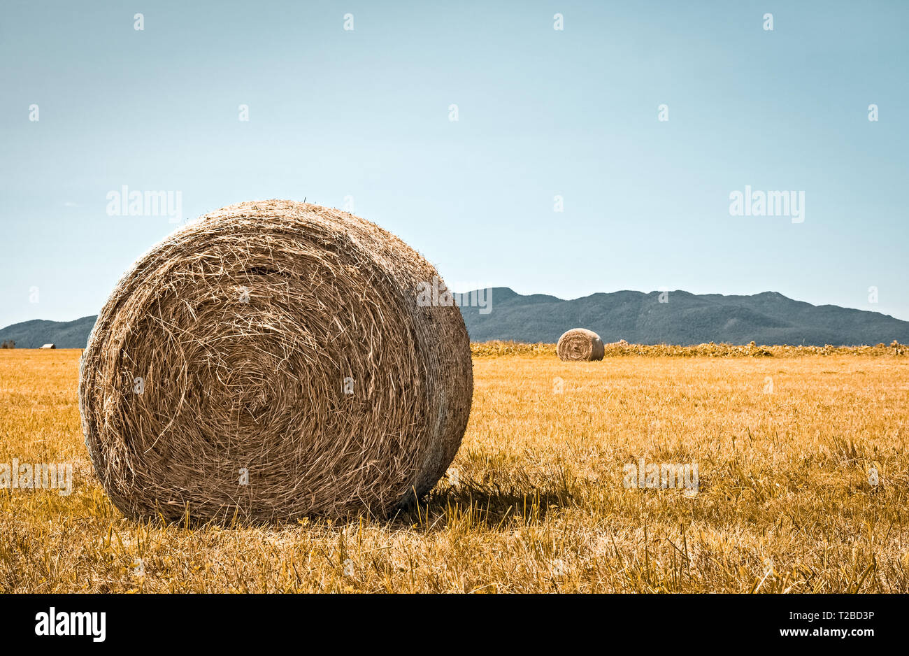 Hay bales mountains in background hi-res stock photography and images ...