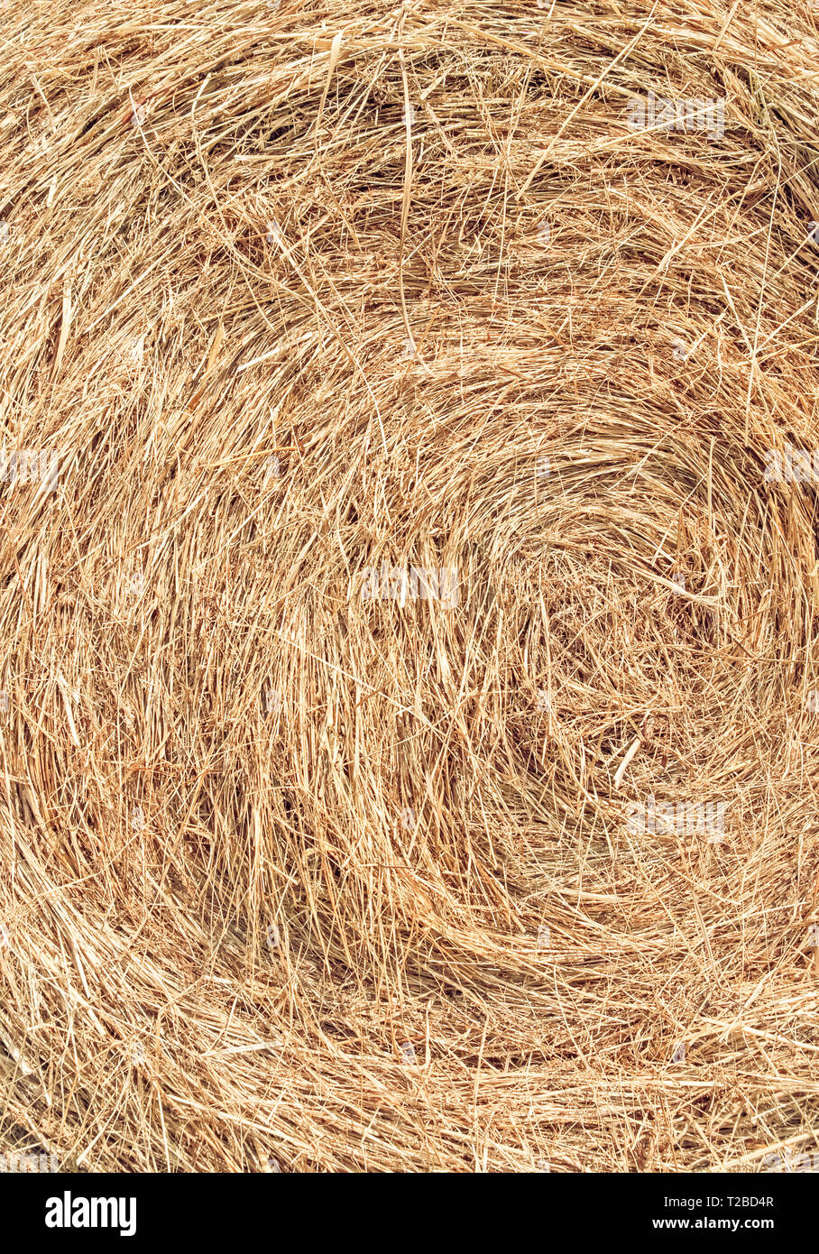 Bail of hay close-up. Straw texture. Dry grass background. Stock Photo