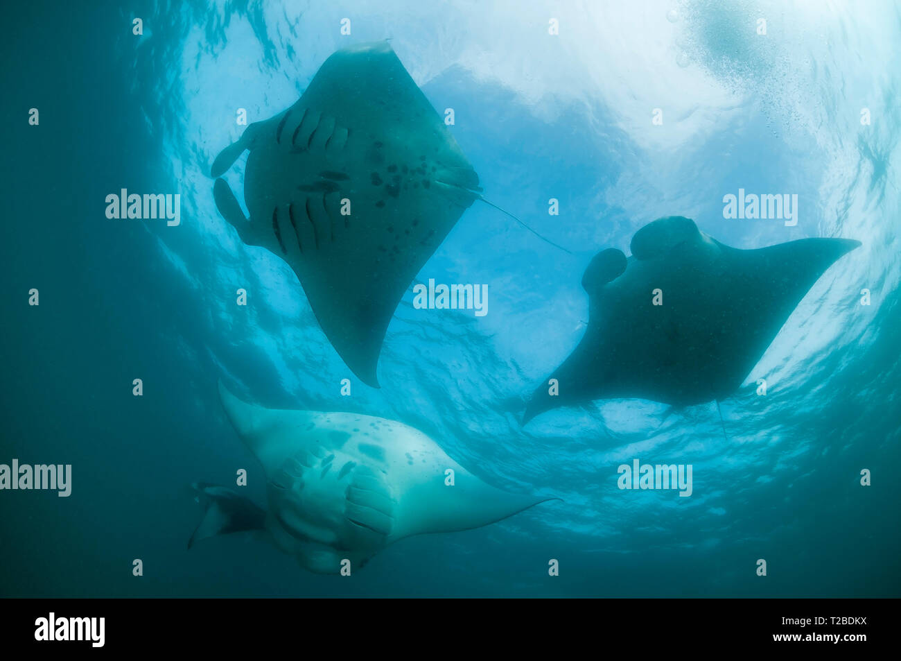 Manta rays feeding on plankton in the Hanifaru Bay area, Maldives. Stock Photo