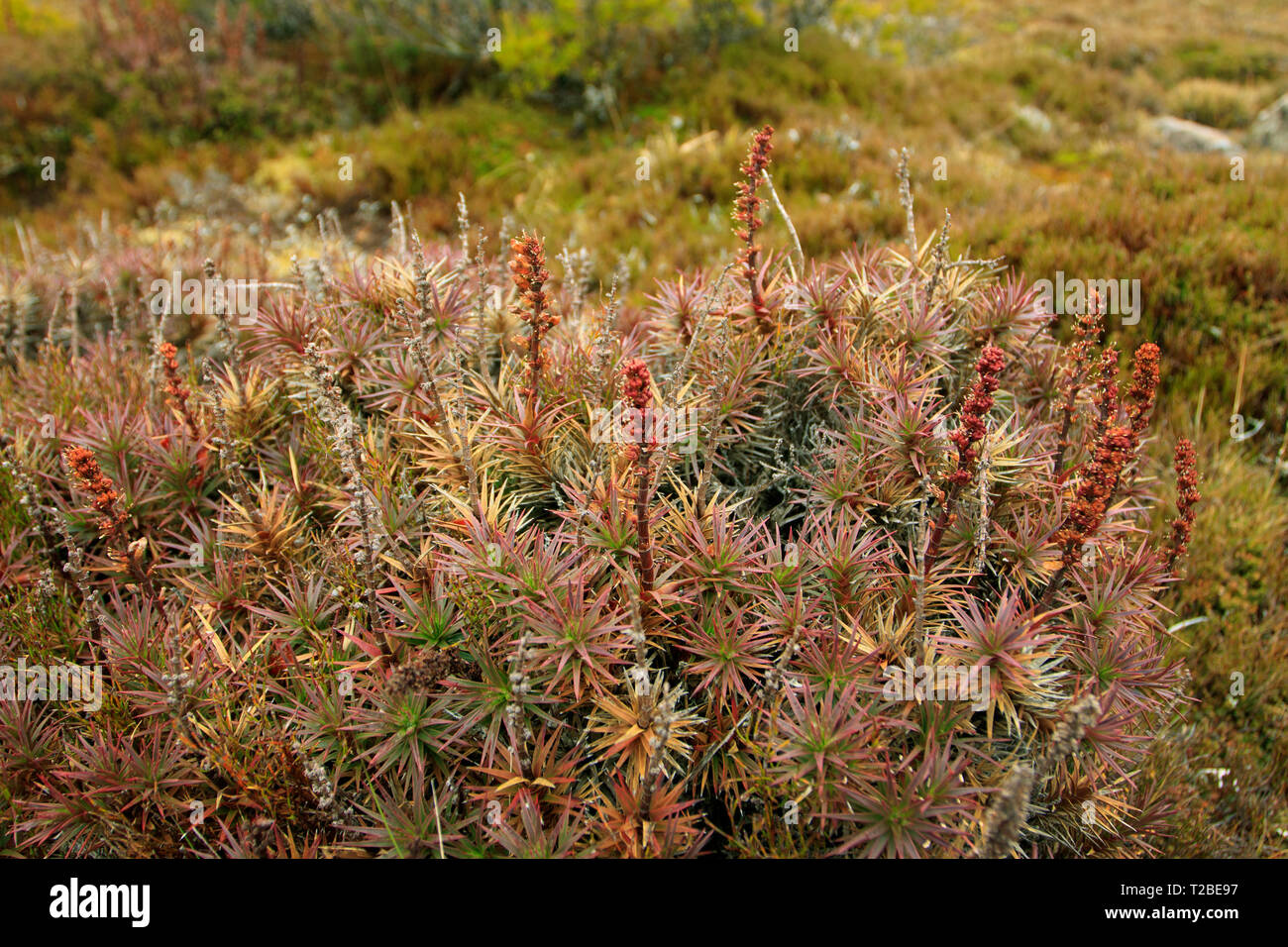 Richea scoparia, close up view of a heath shrub on the plateau on Ben Lomond National Park in northern Tasmania.   This plant is endemic to Tasmania. Stock Photo
