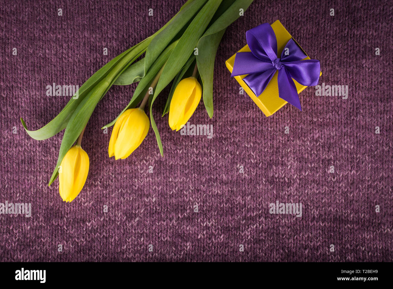 Yellow tulips and gift box on violet knitted background Stock Photo