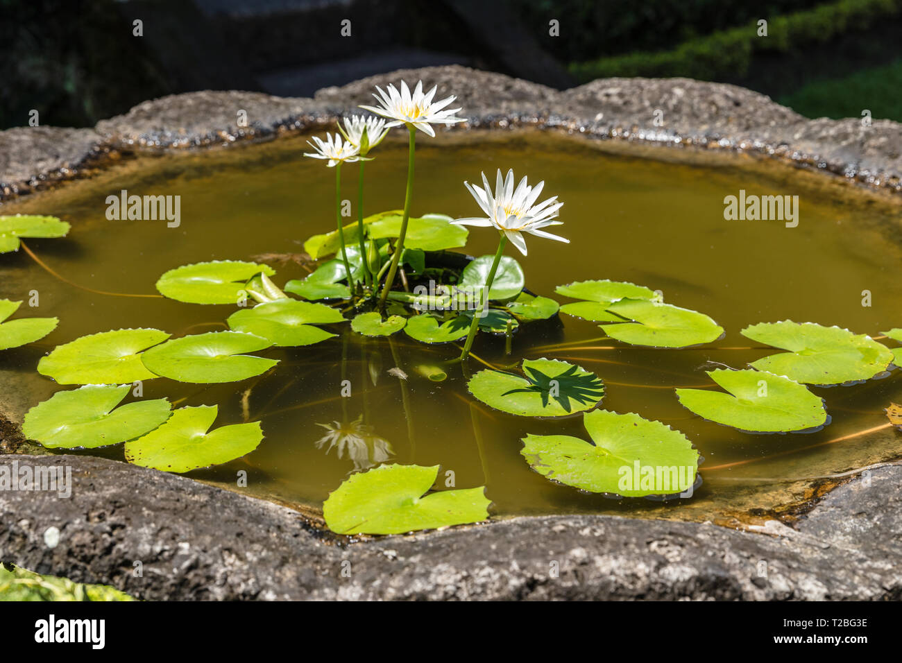 White water lily in the pot in Bali Museum in Denpasar. Bali, Indonesia. Stock Photo