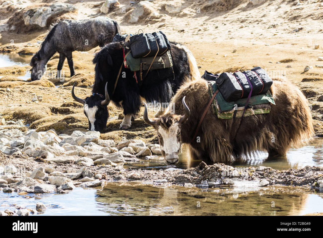 Yaks carrying loads and horse grazing in glacial pond, Lobuche, Khumbu, Sagarmatha National Park, Nepal Stock Photo - Alamy Yaks carrying loads and horse grazing in glacial pond, Lobuche, Khumbu, Sagarmatha National Park, Nepal Stock Photo - Alamy