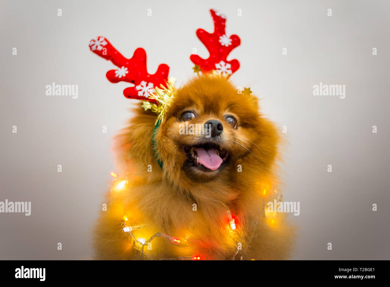 funny dog with christmas decoration Stock Photo Alamy
