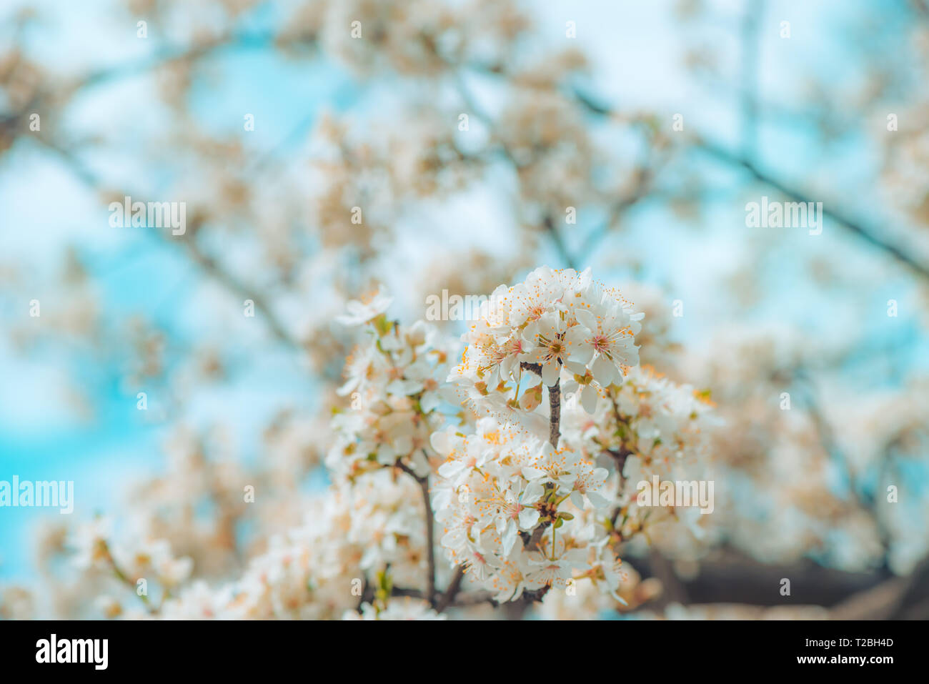 Wild cherry tree blossom in spring, beauty in nature Stock Photo