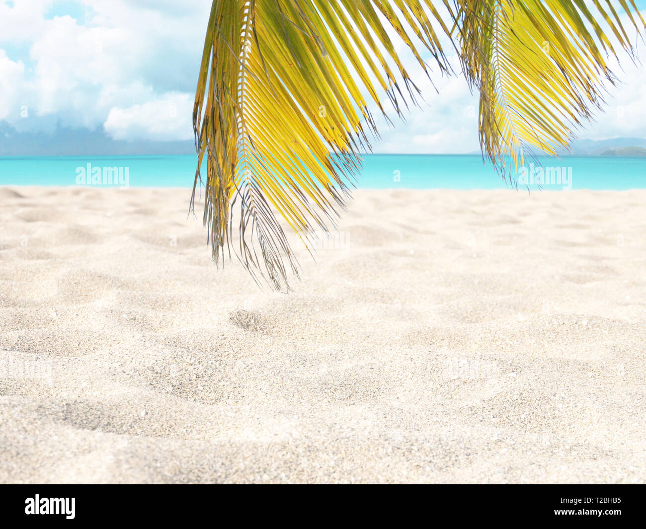 Coconut palm leaves hanging over the sandy beach. Tropical island paradise. Bright turquoise ocean water.  Dreams summer vacations destination. Blurre Stock Photo