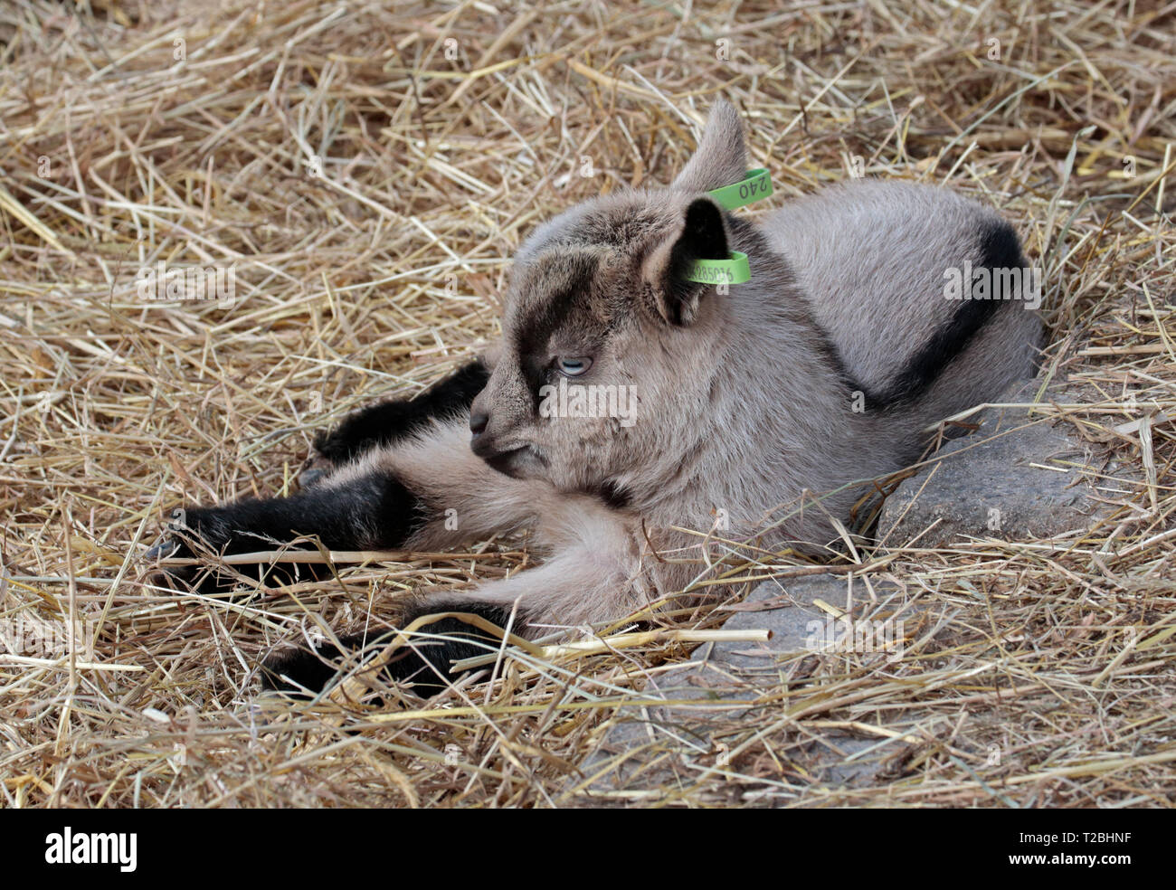 Goat Kid Stock Photo
