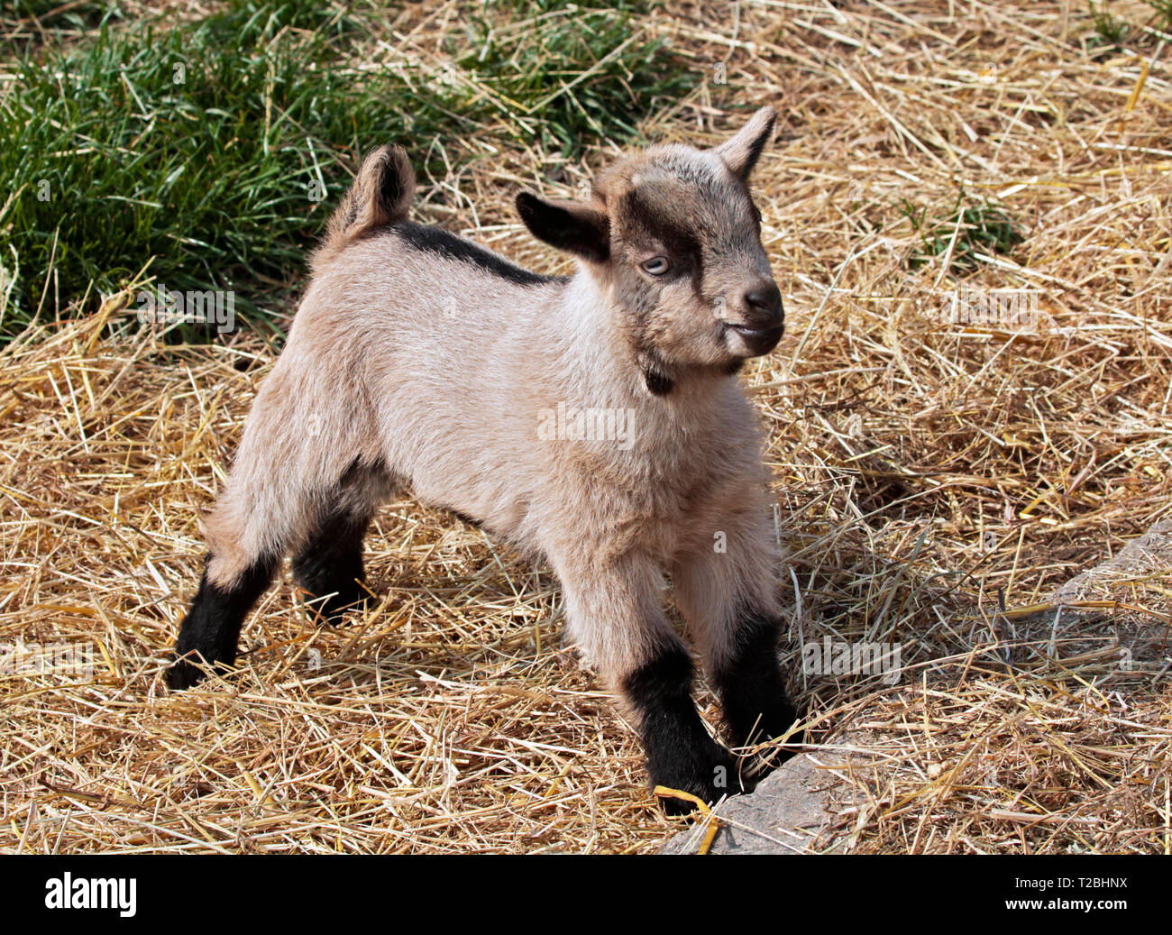 Goat Kid Stock Photo