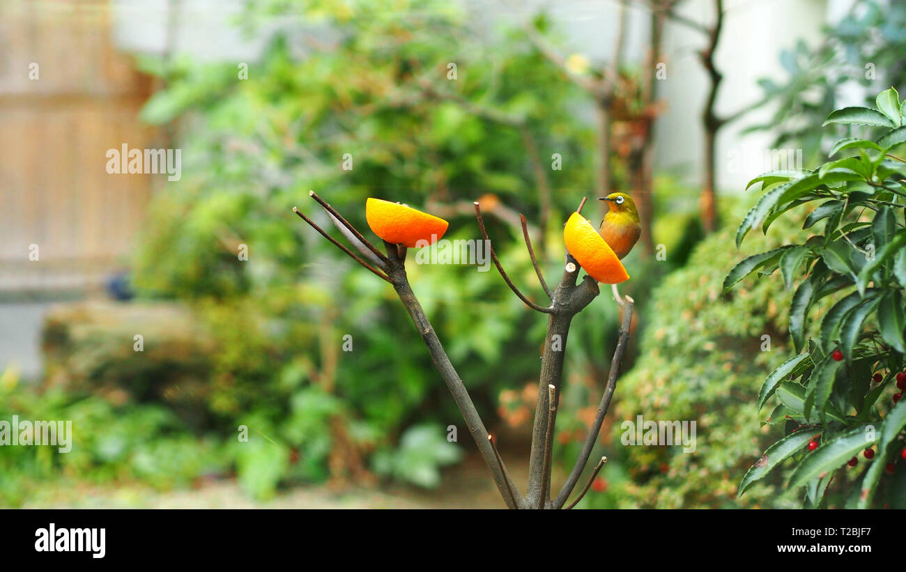 Japanese Warbling white-eye bird in garden Stock Photo