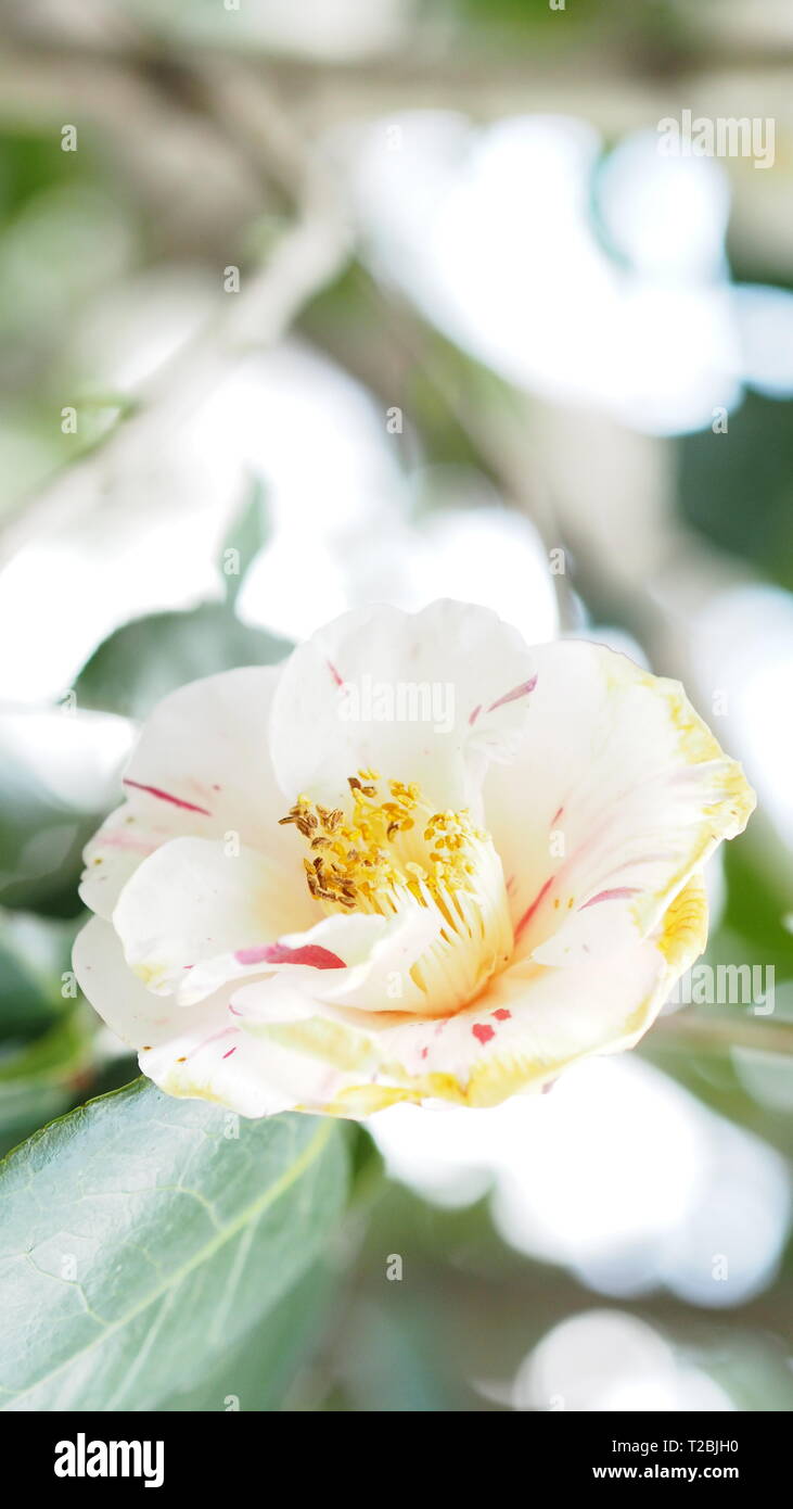 White camellia hi-res stock photography and images - Alamy