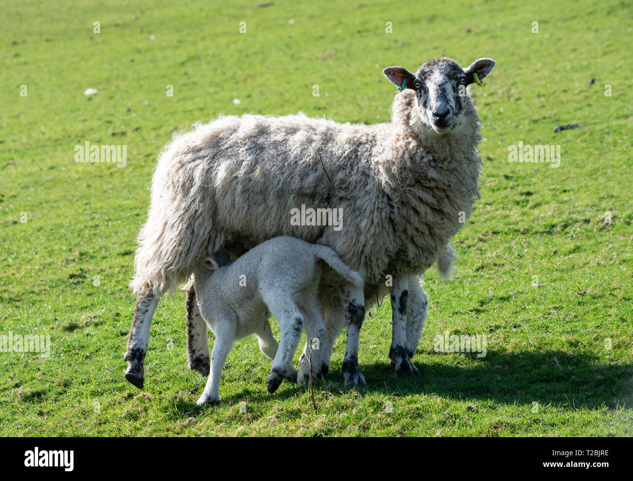Sheep with feeding lamb, Cumbria Stock Photo