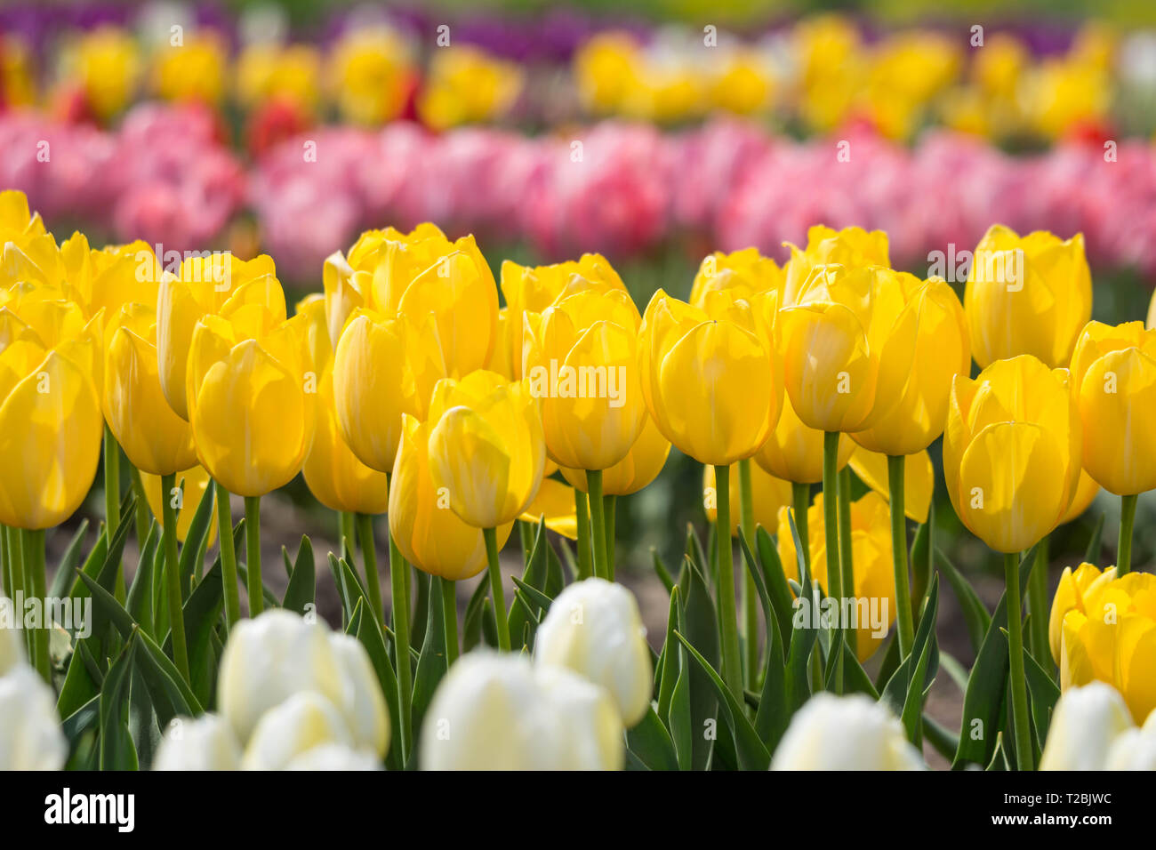 Yellow tulip flowers in a beautiful tulip garden close up Stock Photo ...