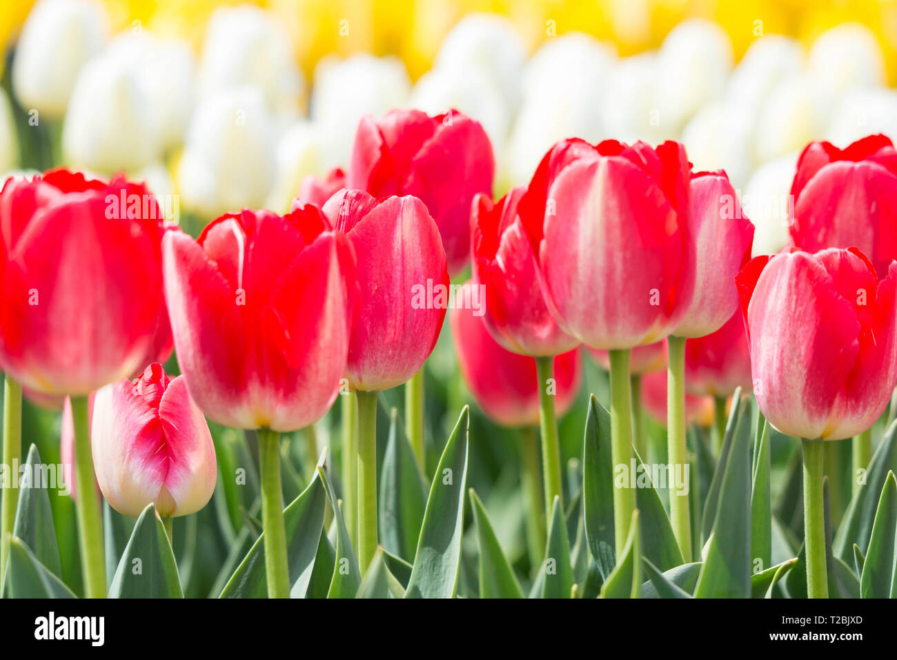 Red tulip flowers in a beautiful garden close up. Stock Photo