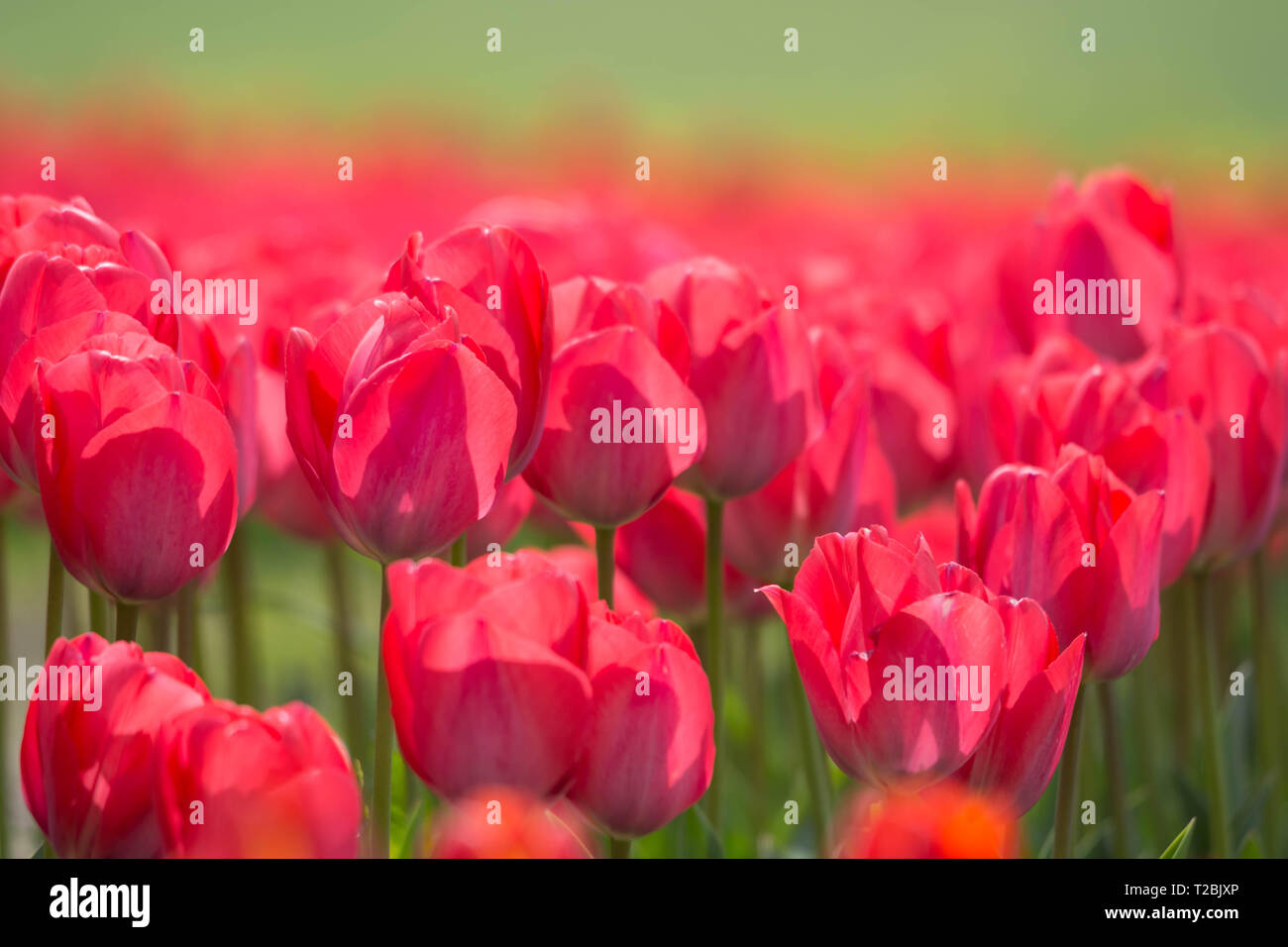 Red tulip flowers in a beautiful garden close up. Stock Photo