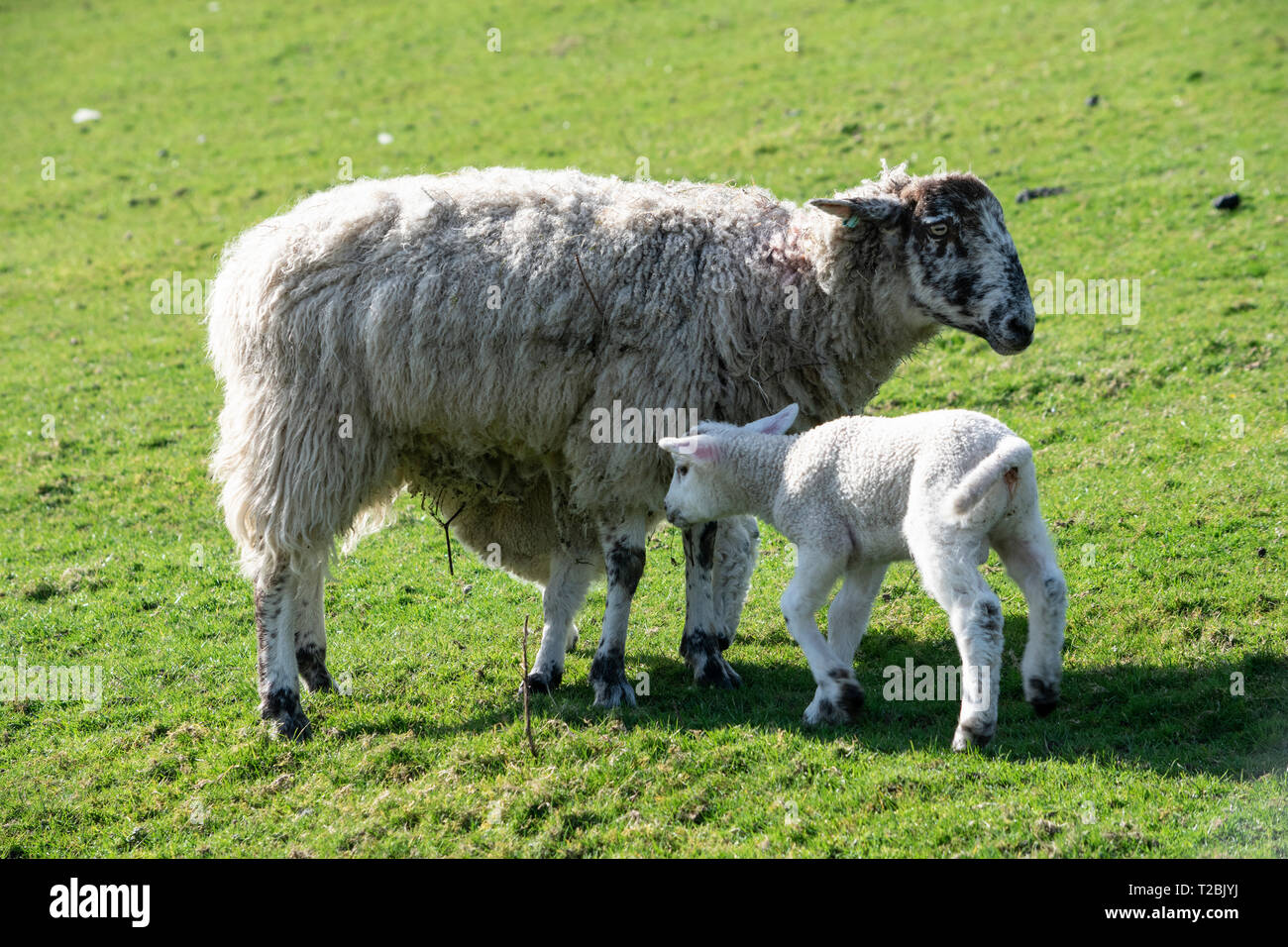 Sheep with lamb, Cumbria Stock Photo