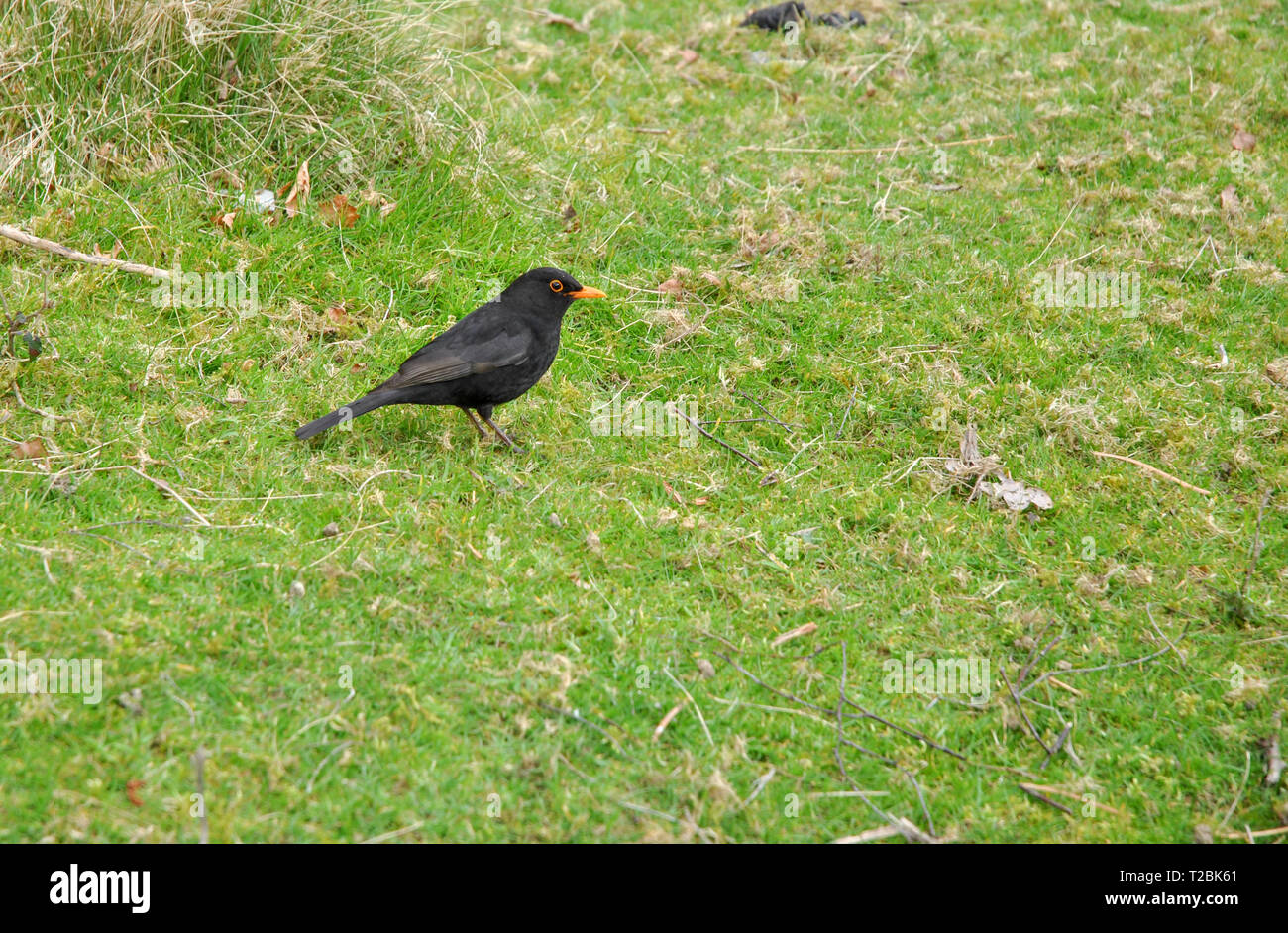 A Blackbird hunting for worms on a lawn Stock Photo