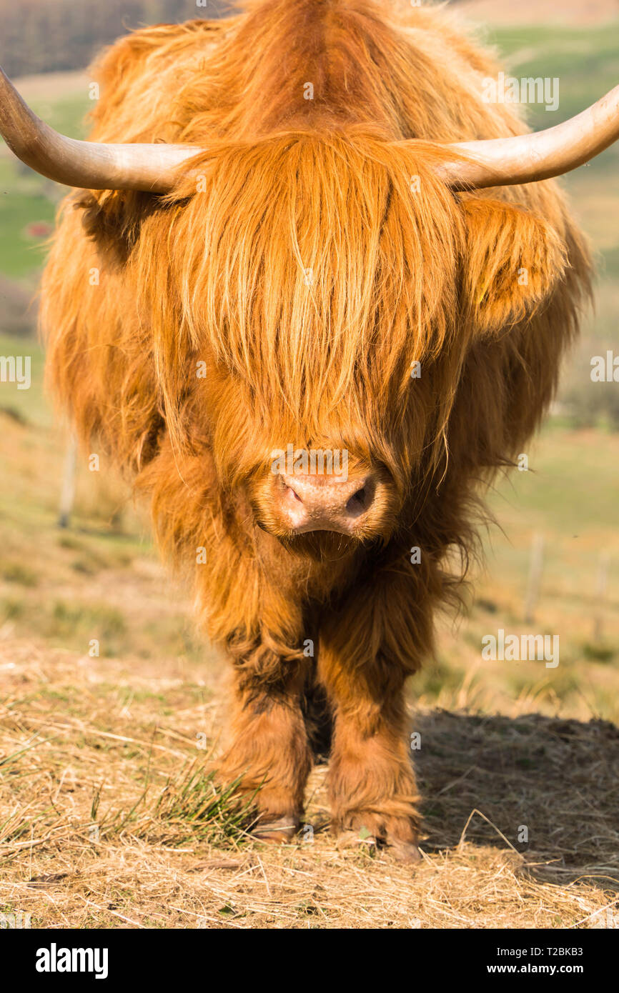 Highland cattle in the Welsh hillsides above HayonWye Powys UK Stock