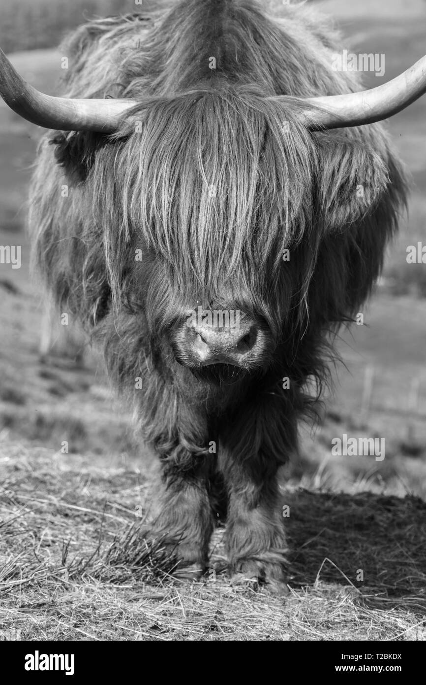 Highland cattle in the Welsh hillsides above Hay-on-Wye Powys UK. March 2019 Stock Photo