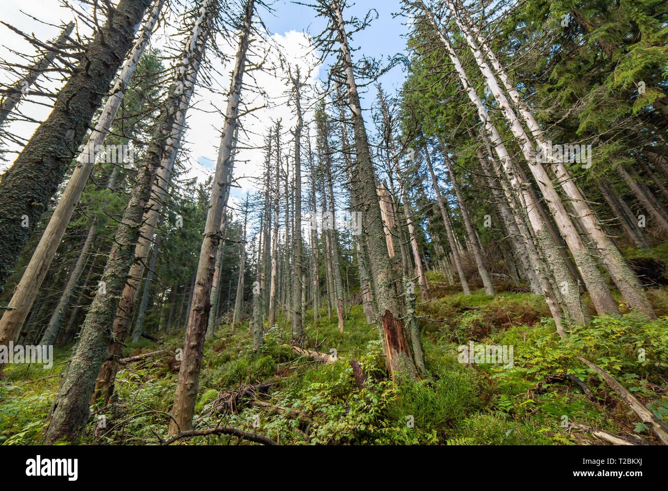 Dead forest wide angle photography. Pine trees after air pollution and