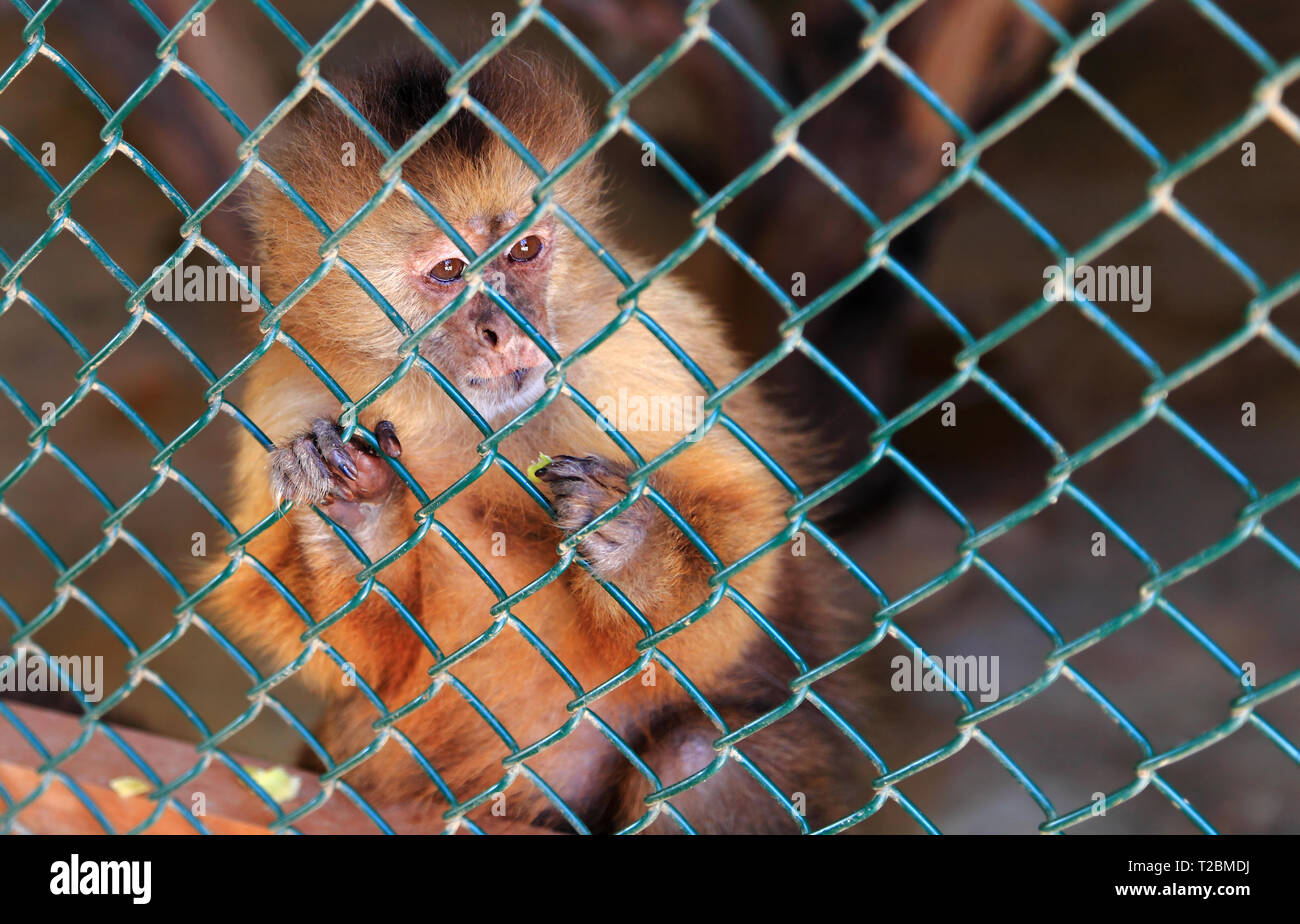 Close-up of a rescued Capuchin Monkey (Genus: Cebus) looking out from her enclosure at Philips Animal Garden, Noord, Aruba. Stock Photo