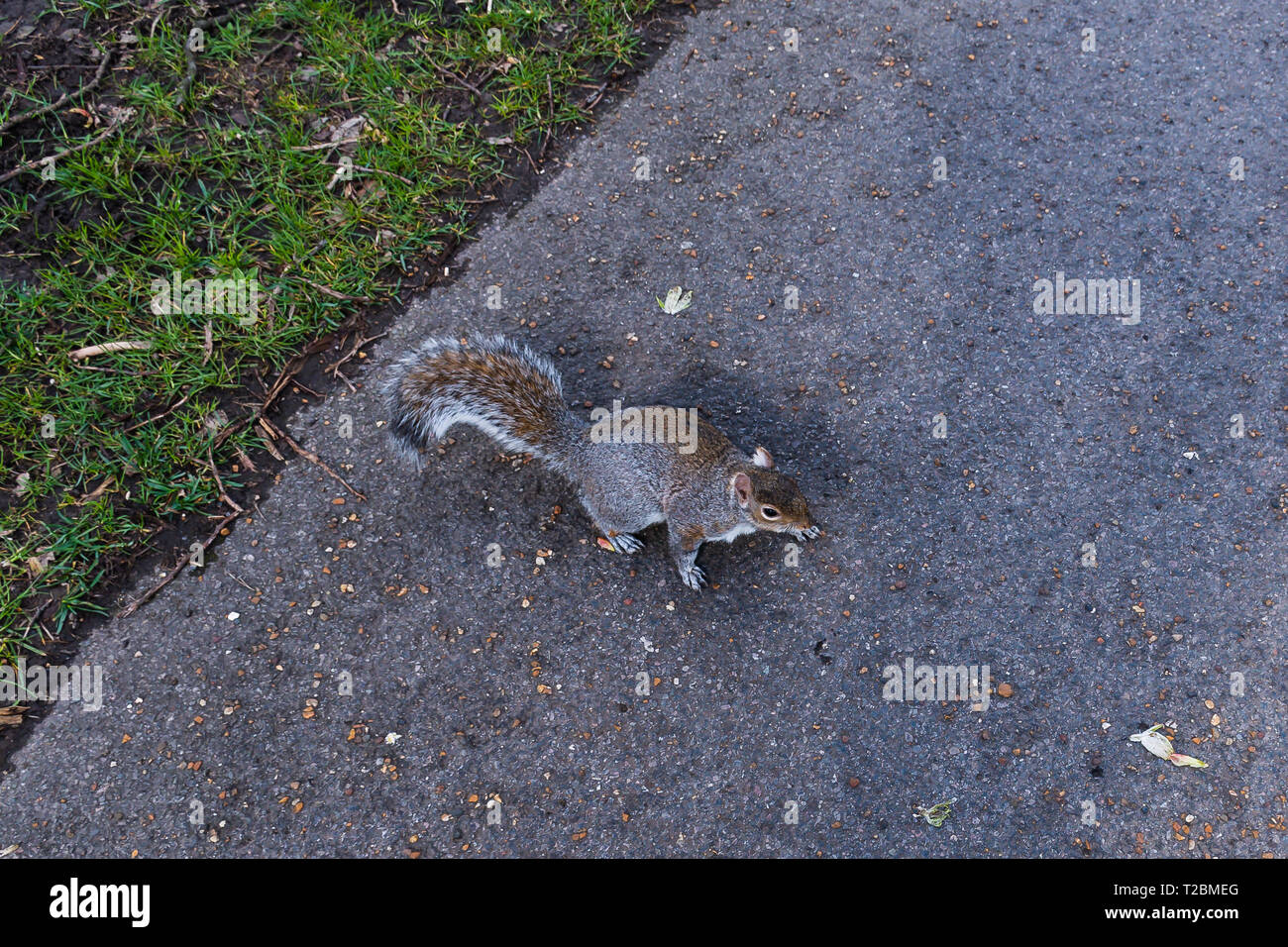 Squirrel - Scoiattolo - Eichhörnchen - ardilla Stock Photo