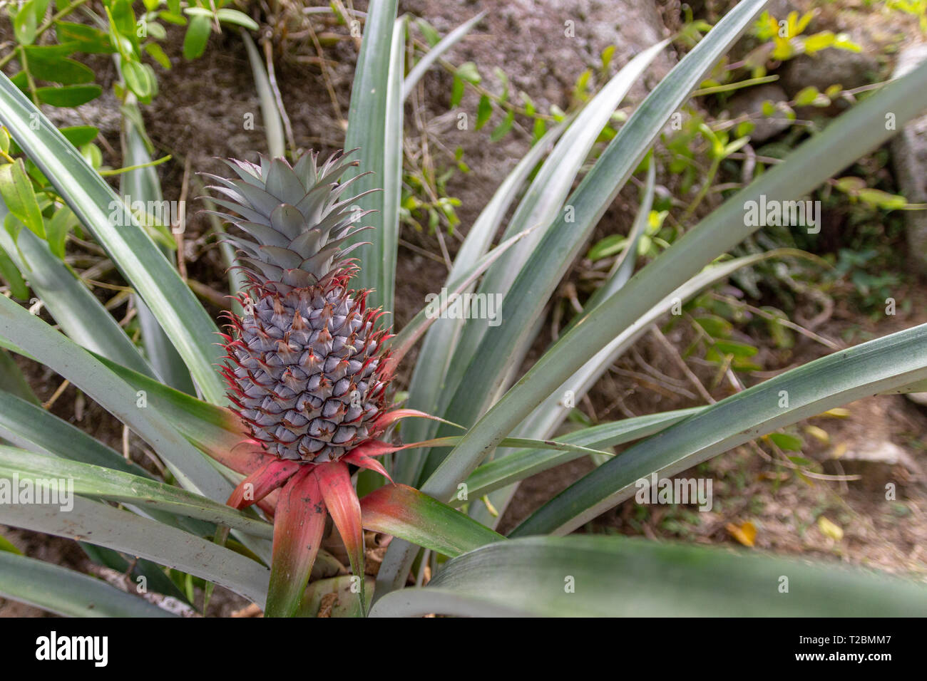 Eco small pineapple fruit growing in the tree Stock Photo Alamy