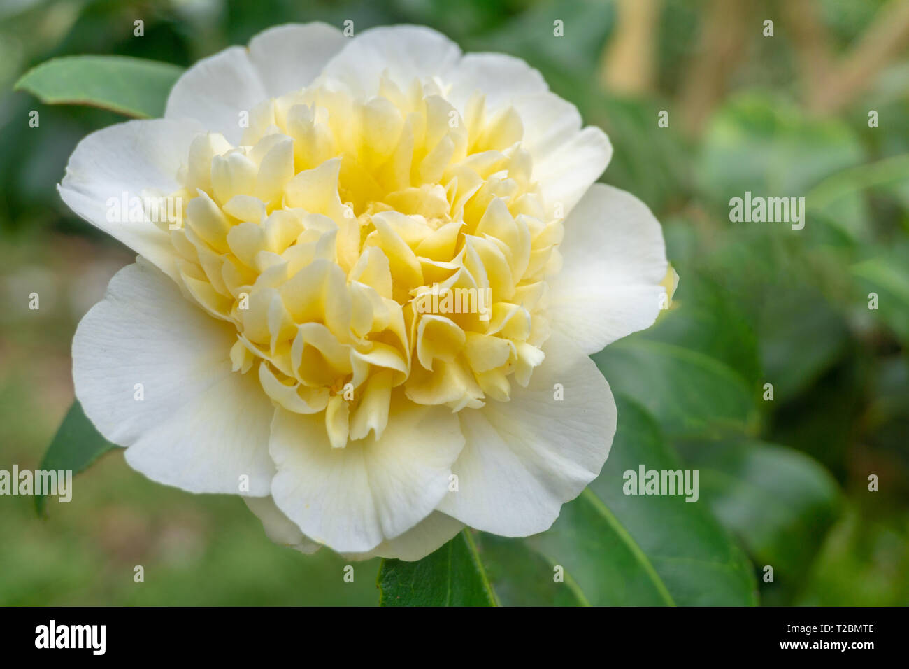 Plant camellia japonica hi-res stock photography and images - Alamy