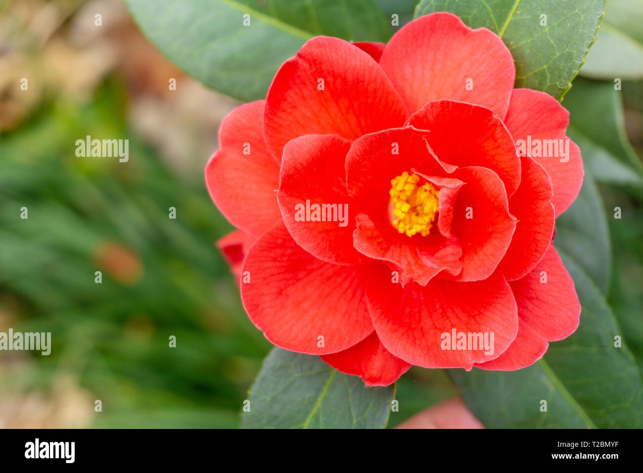 Red camellia flower hi-res stock photography and images - Alamy