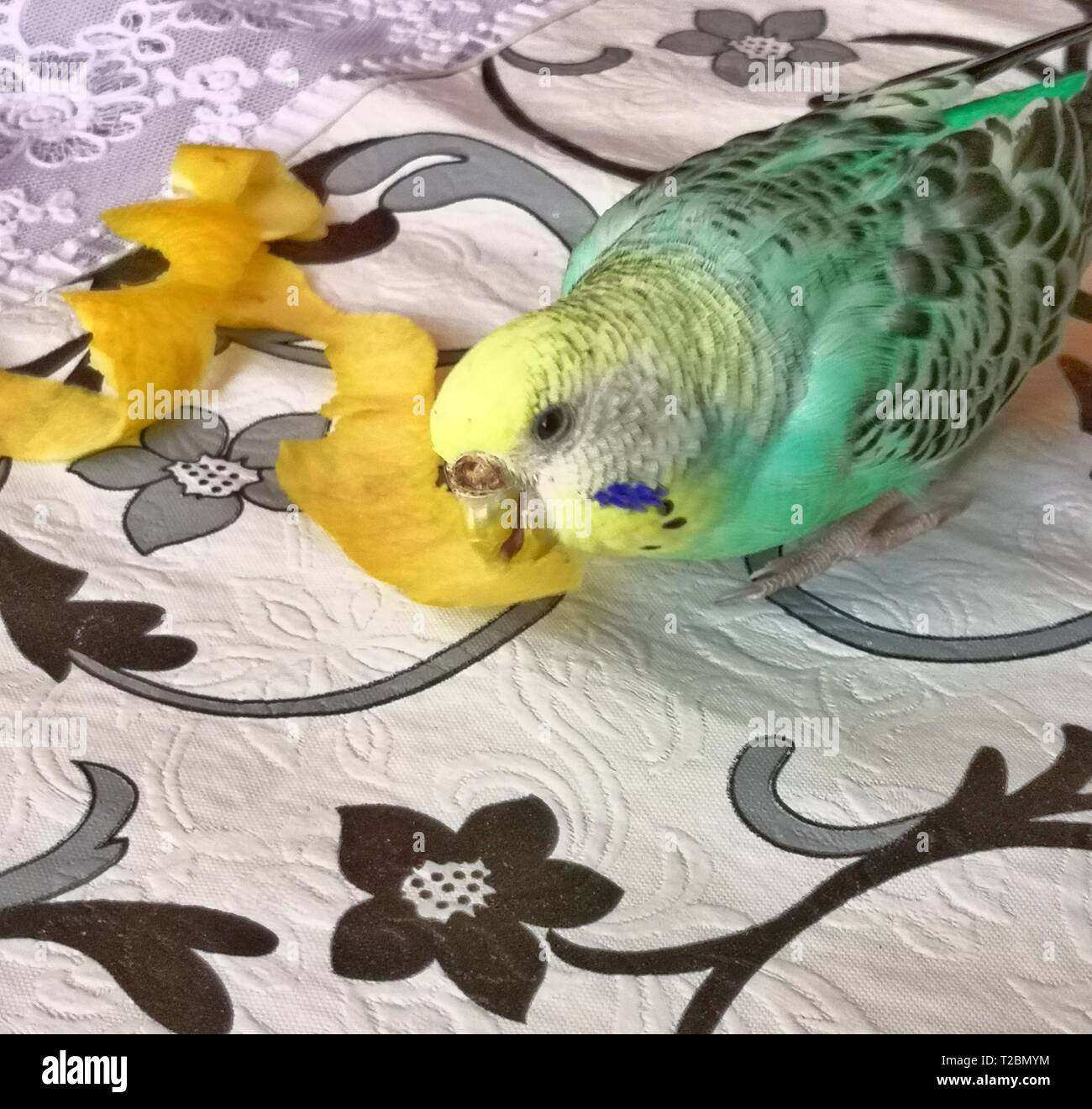 Green-yellow budgie female eats apple peel on the table Stock Photo