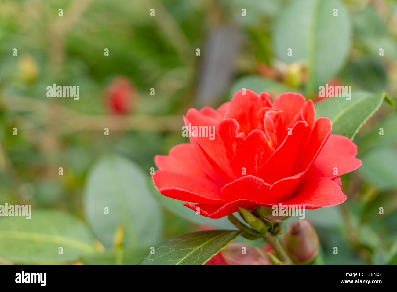 Close-up of a red Camellia freedom bell (Japanese Camellia) with green Leaves.. View of a red Camellia Flower. Stock Photo