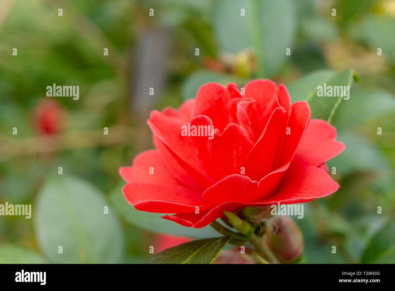 Close-up of a red Camellia freedom bell (Japanese Camellia) with green Leaves.. View of a red Camellia Flower. Stock Photo