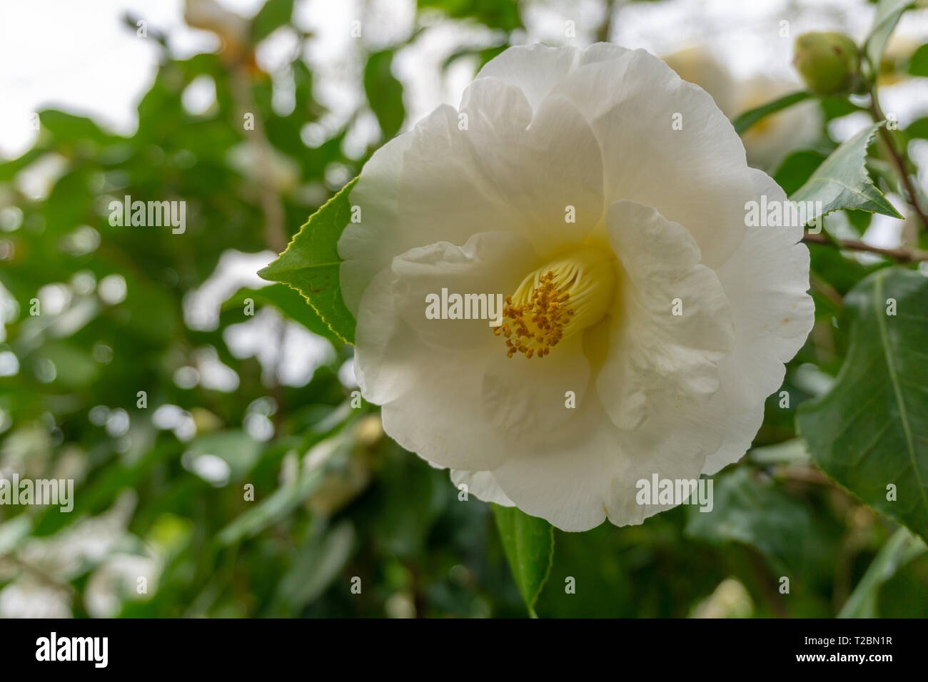 Close Up Of A White Camellia Japonica Tricolor White On A Shrub With Green Leaves View Of A Blooming Camellia Flower Stock Photo Alamy