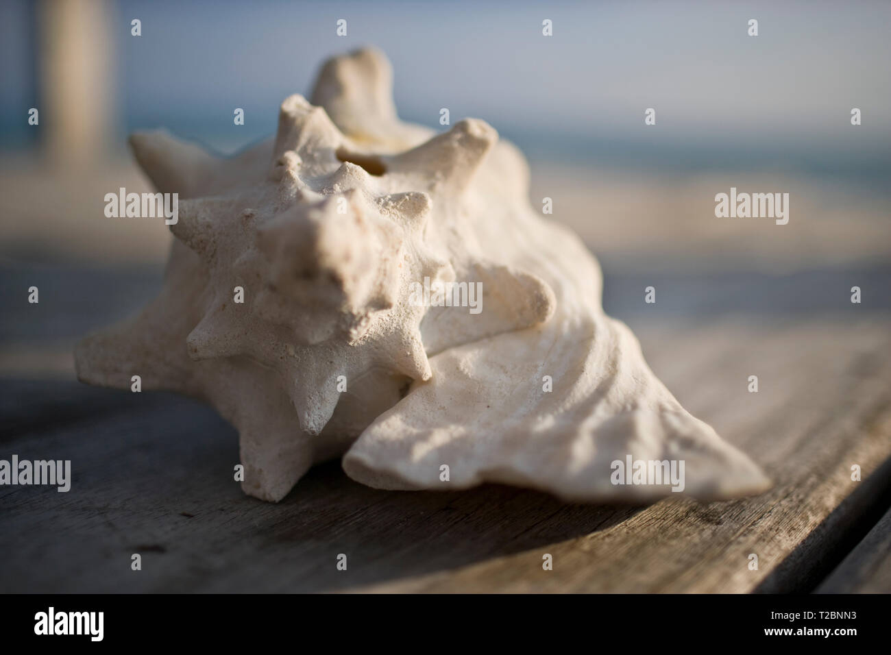 Close-up of a white seashell Stock Photo