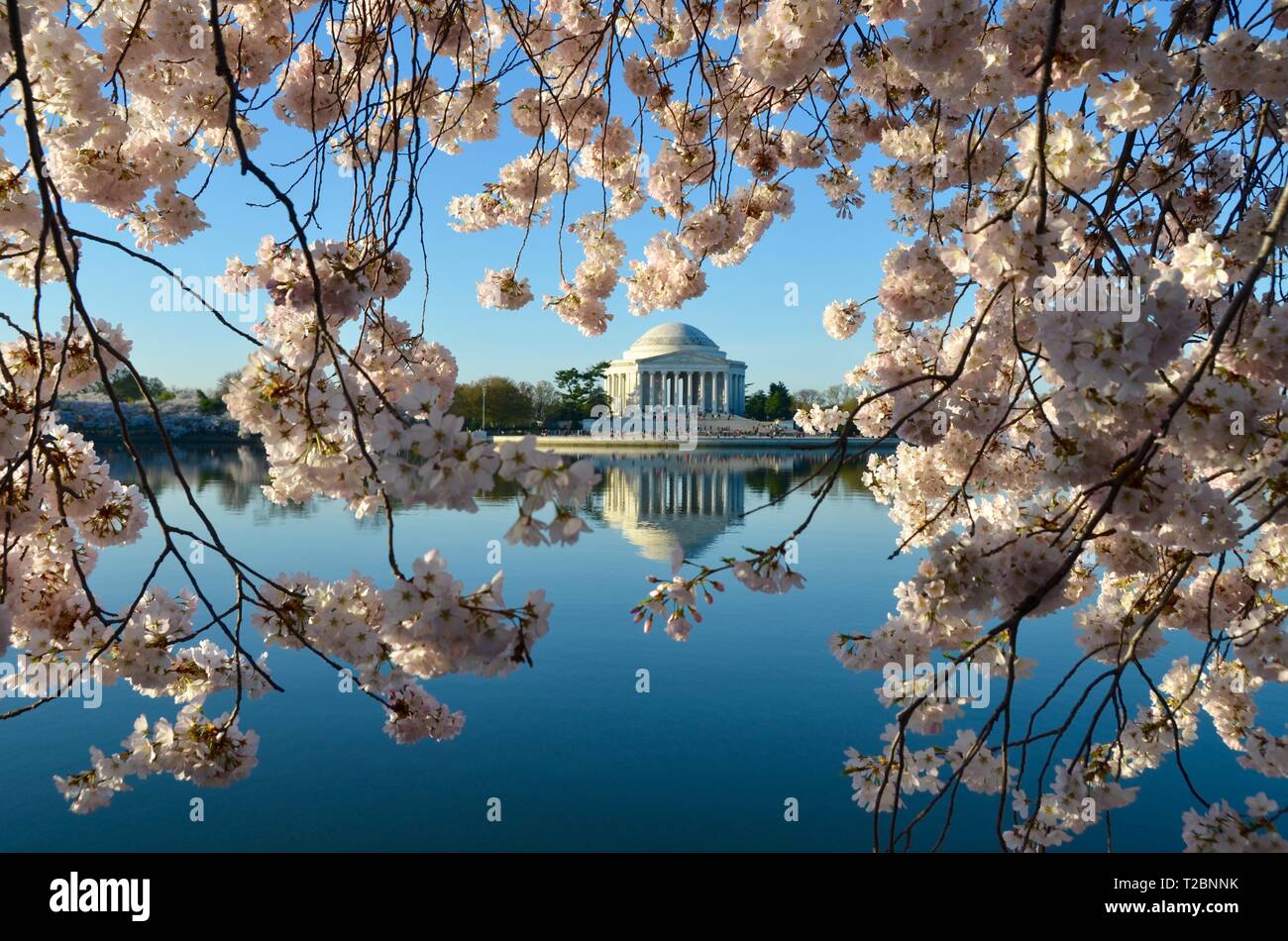 Cherry Blossom Festival. Washington, DC, USA Stock Photo Alamy