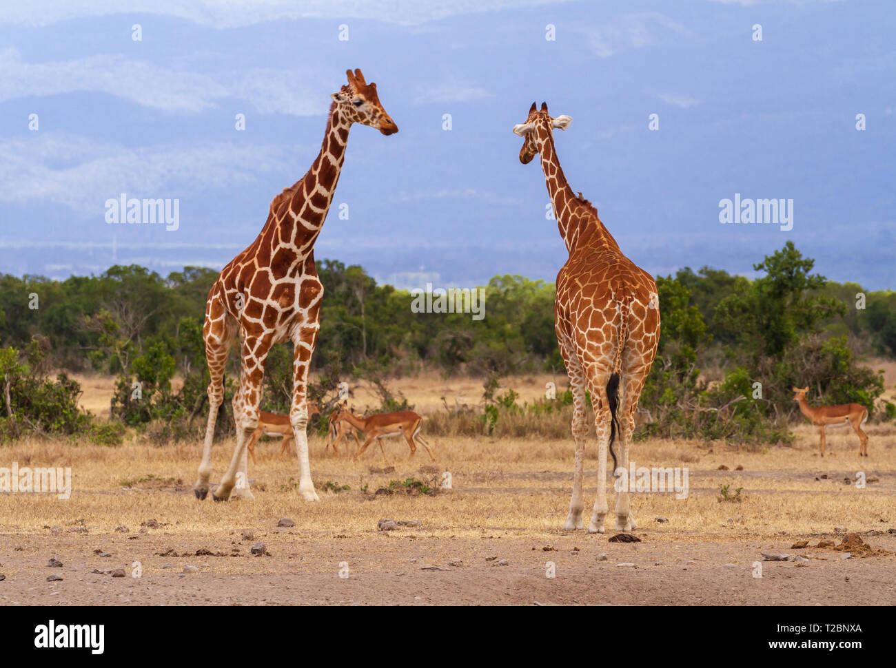 Two reticulated giraffes, Giraffa camelopardalis reticulata, male and female meet. Ol Pejeta Conservancy, Kenya. Dry African savannah Stock Photo