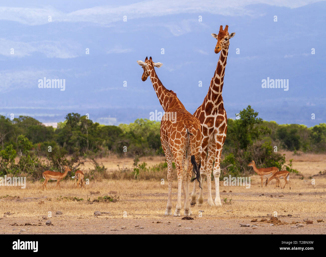 Two reticulated giraffes, Giraffa camelopardalis reticulata, male and female meet. Ol Pejeta Conservancy, Kenya. African safari wild animals Stock Photo