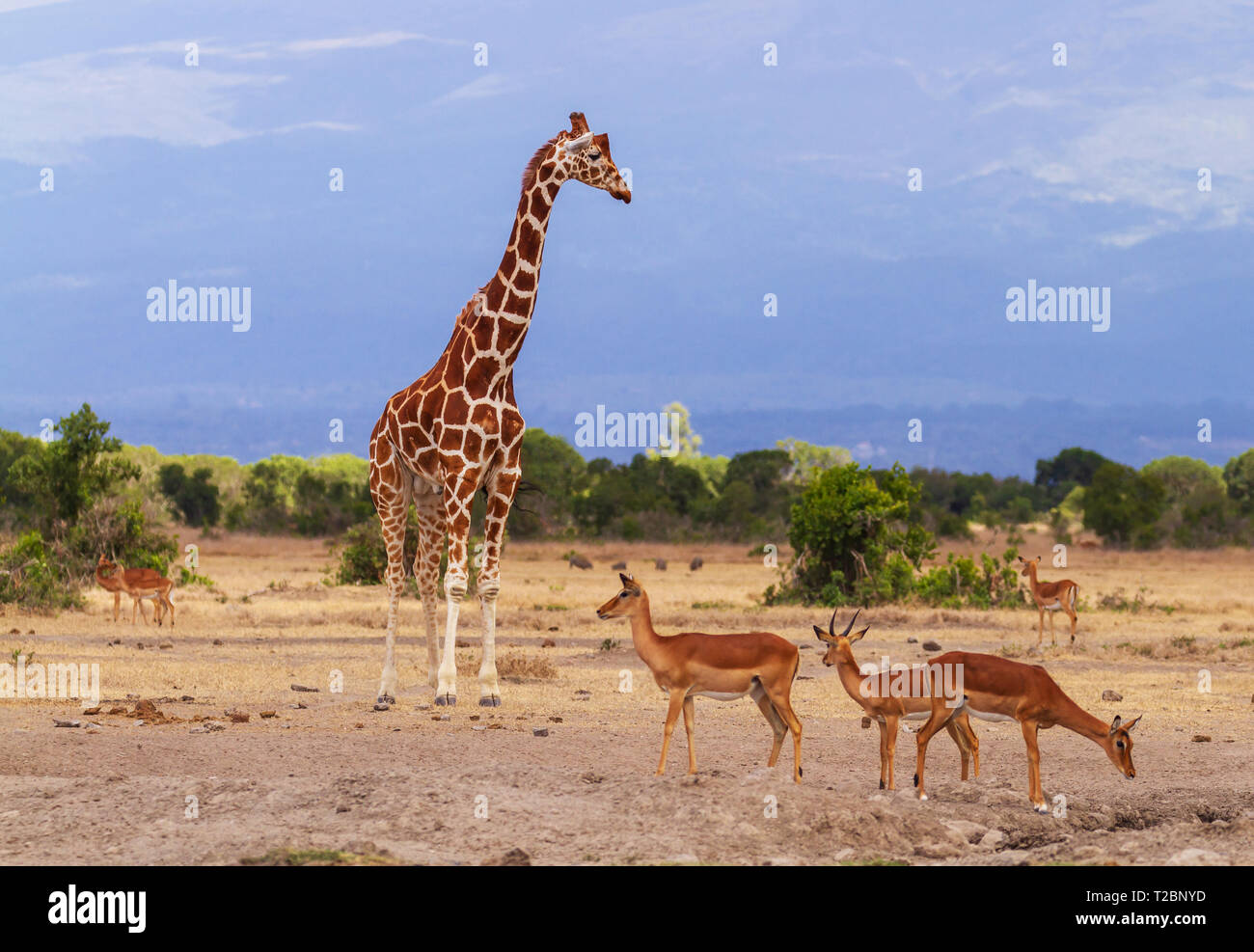 Reticulated giraffe, Giraffa camelopardalis reticulata, looks down at group of impalas,Aepyceros melampus. Ol Pejeta Conservancy, Kenya, Africa. Stock Photo