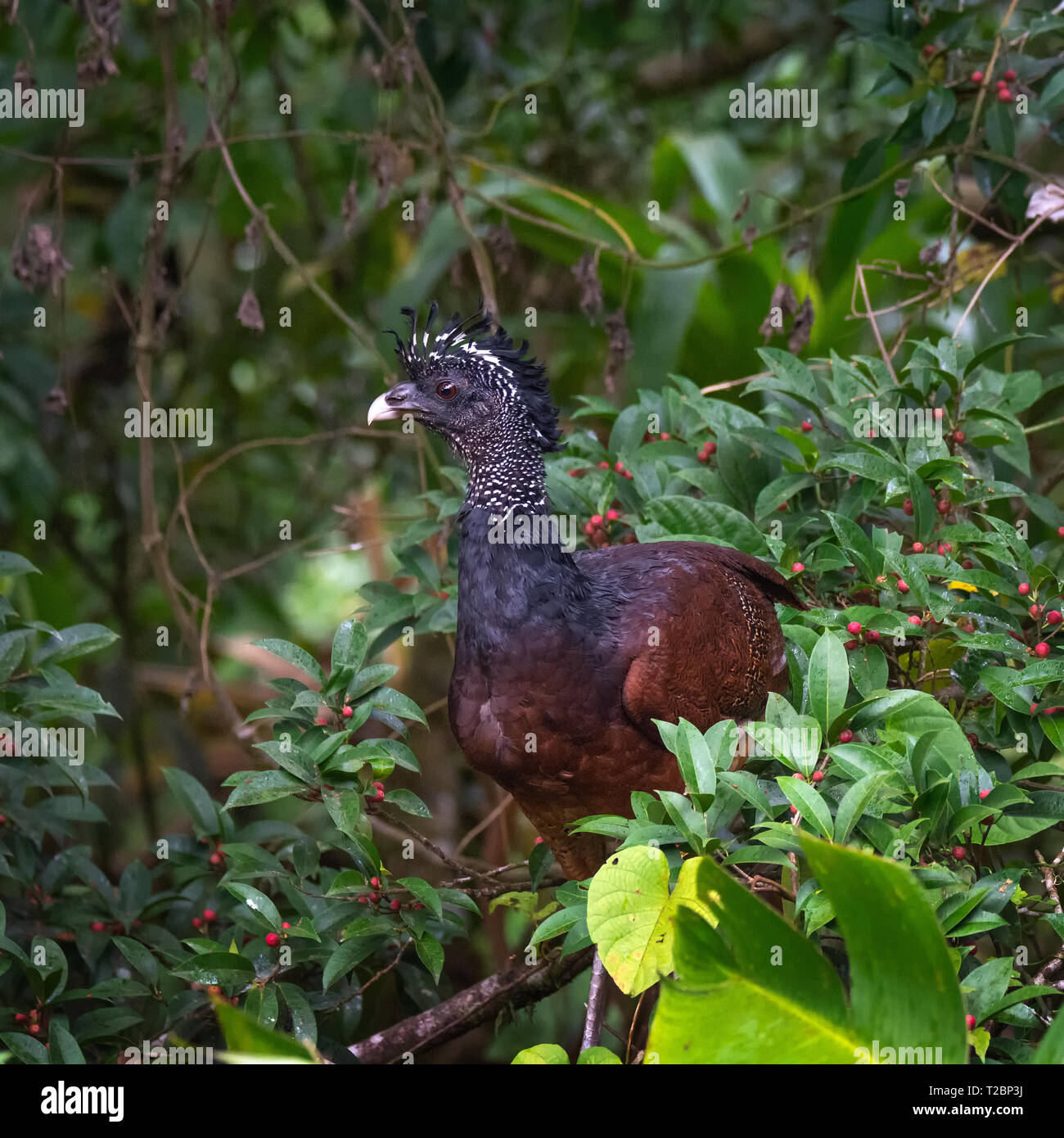 Female Turkey sized Great Curassow strolls along a jungle path Stock Photo
