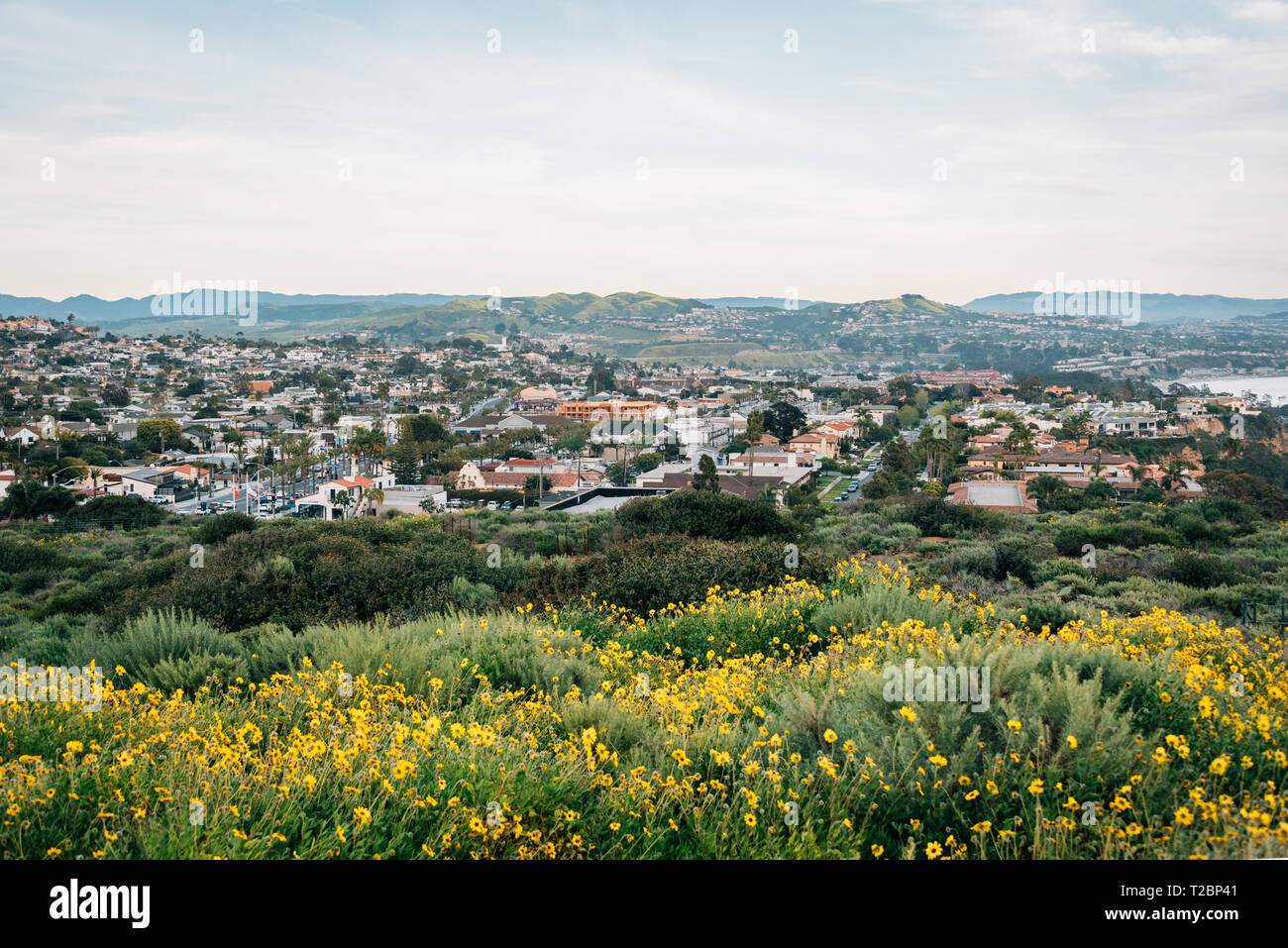 Yellow flowers and view from Hilltop Park in Dana Point, Orange County